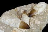 Three, Huge Rooted Mosasaur Teeth In Rock - Morocco #115782-1